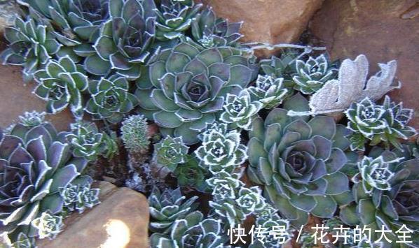 难怪你家多肉长不好,这些多肉,越晒太阳长得越不好