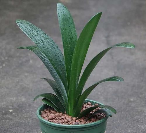 出不来|君子兰“夹箭”严重出不来,小心处理,才能开出花