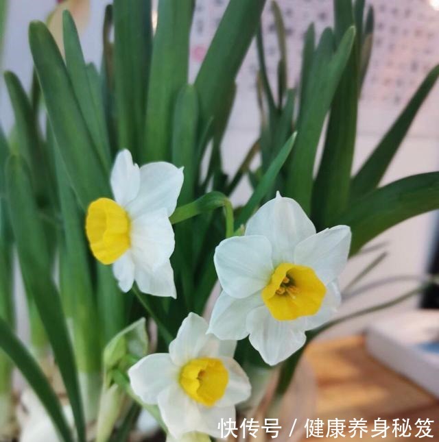 水仙花 水仙花