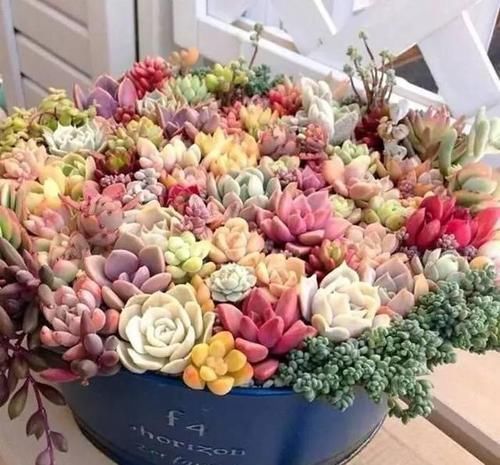 新手养多肉植物 了解掌握4个要点 保准养一个旺一个 快资讯 新手养多肉植物 了解掌握4个要点 保准养一个旺一个 快资讯