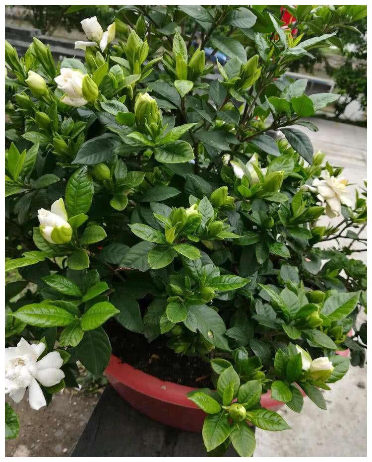 夏天|4种漂亮花，夏天就怕缺水，缺一次黄一次，天天浇水也不嫌多