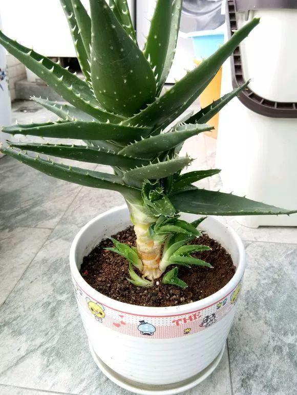 扦插|不用扦插,养花1盆变10盆,把根一掰,成活率翻倍!