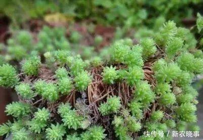 盆栽|农村常见的“1种野草”,看到别铲除,挖1棵回家,做盆栽很漂亮