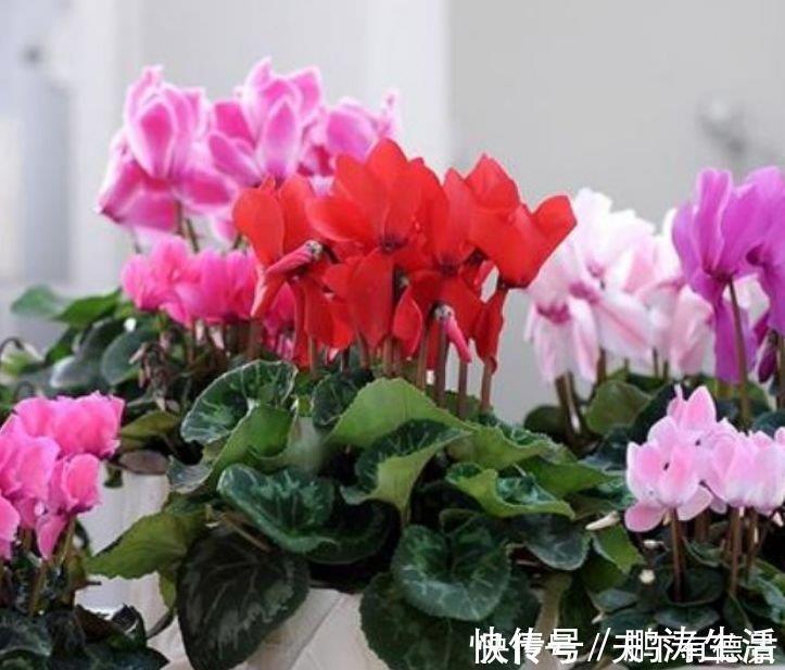 耳朵花|3种花是爆盆“能手”，开起花来“拦”不住，被称为开花机器