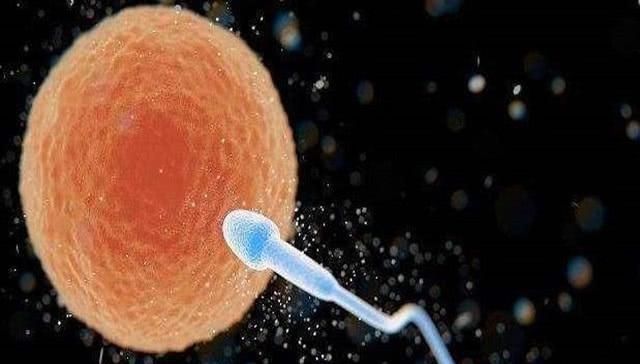 葡萄胎|如果2个精子同时和1个卵子结合，会是怎样的结果不妨了解一下