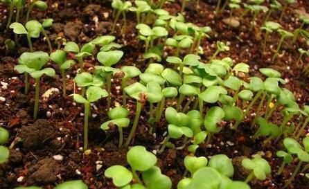 花草|养花“不买”营养土,回家找“4种料”掺一掺,养啥花都旺爆盆