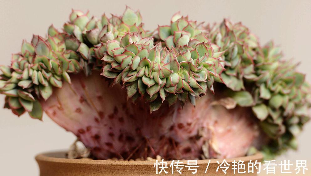多肉缀化并不神秘，了解这些知识点，你是否还会跟风买贵货