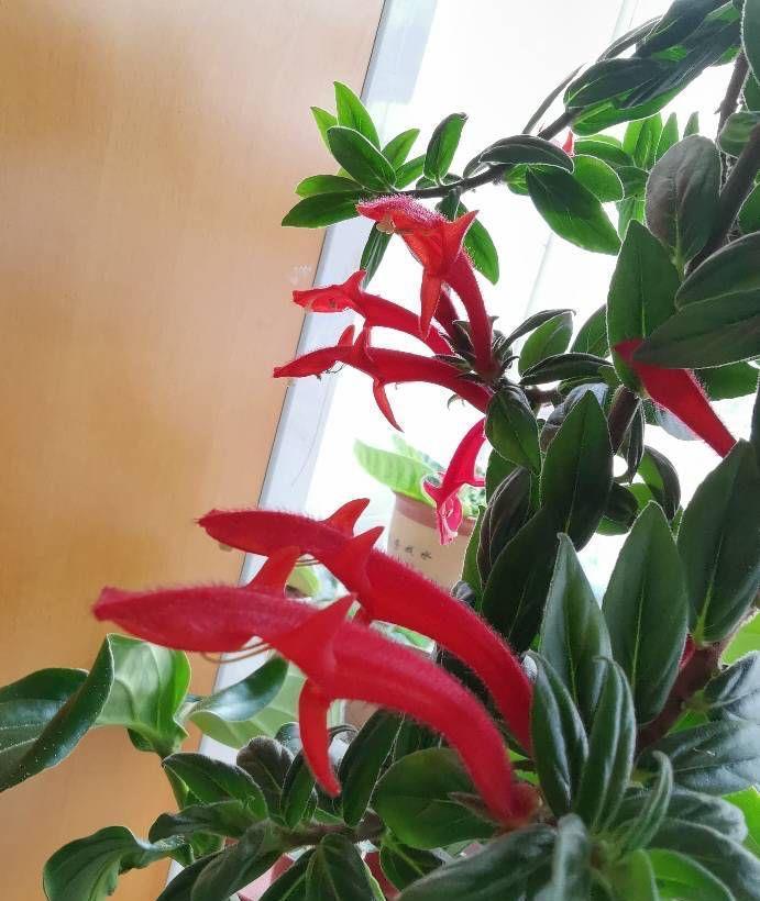 阳台上|4种可爱的吊兰,有的开花有的四季常绿,养阳台上很皮实很美丽