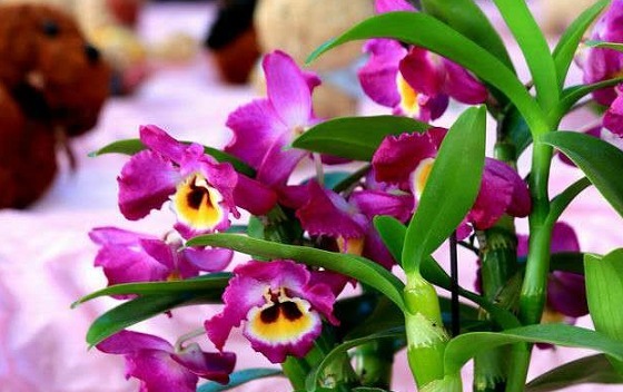 新手养花,就养花开红艳,直接爆园的花卉,一开半年!