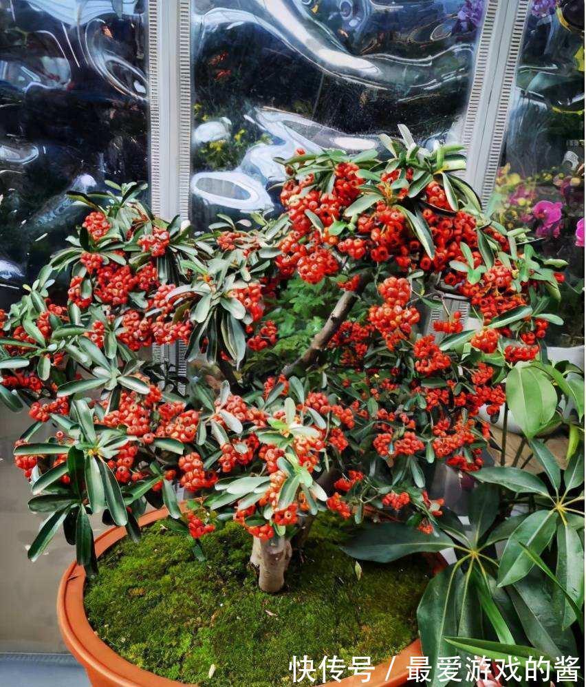 10大吉祥花,好养又高档,家里养一盆,有花有果招财又旺家