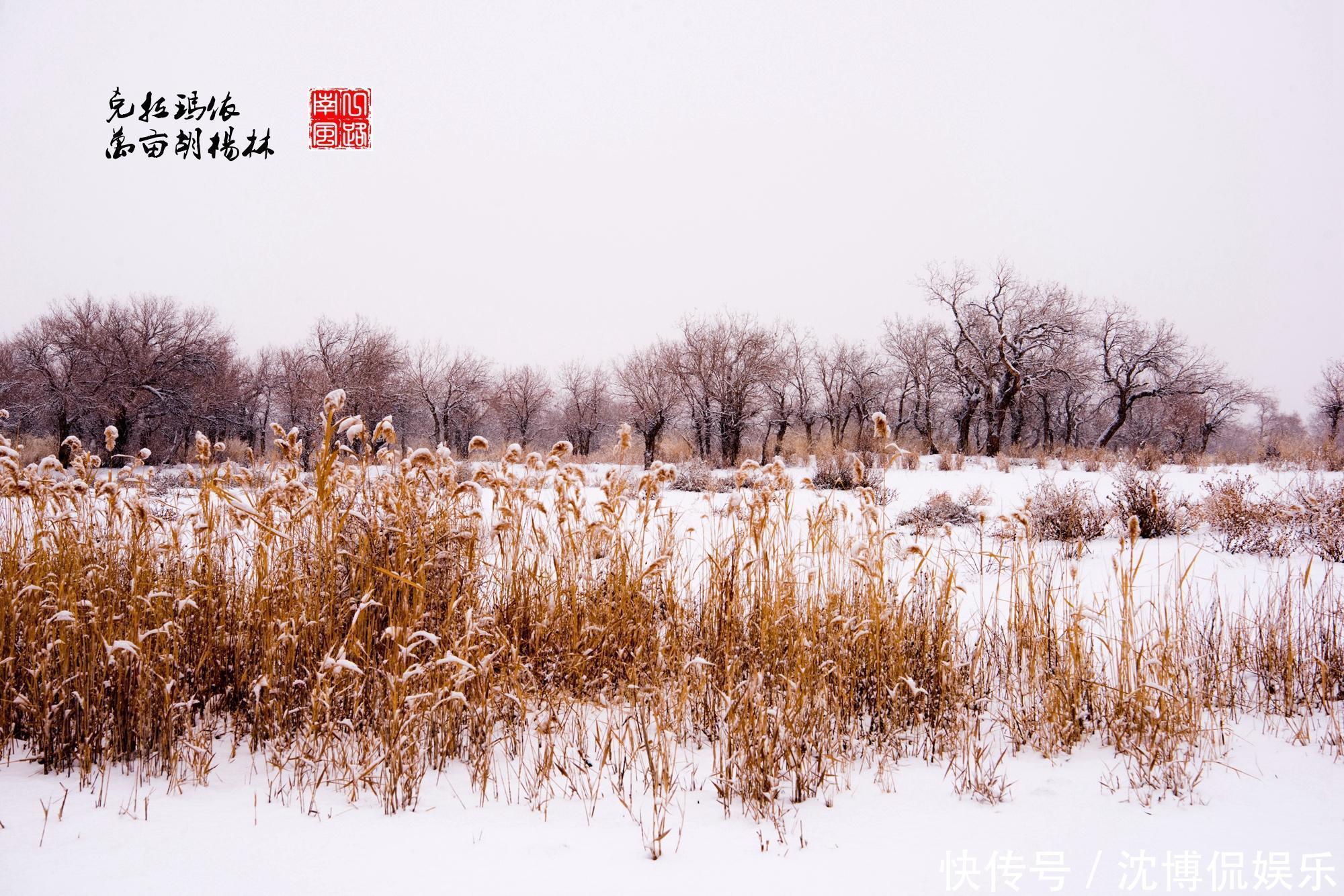 旅行|旅行来到新疆克拉玛依，发现美丽的“冰雪树林”，千年不死不朽！