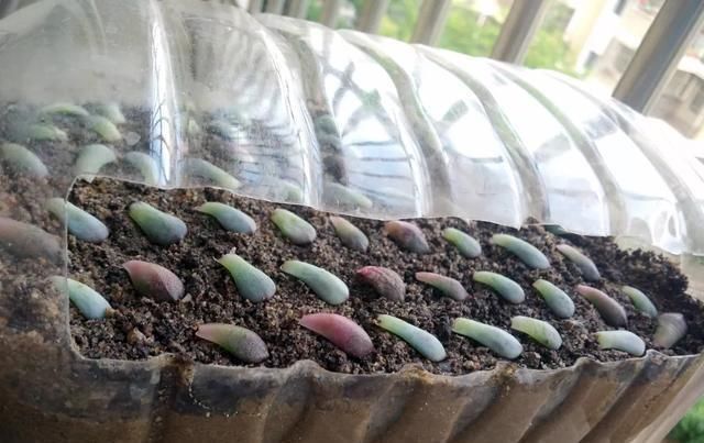 白根|只要家里有油桶,就不用花钱买花盆多肉种在油桶里,叶子胖嘟嘟