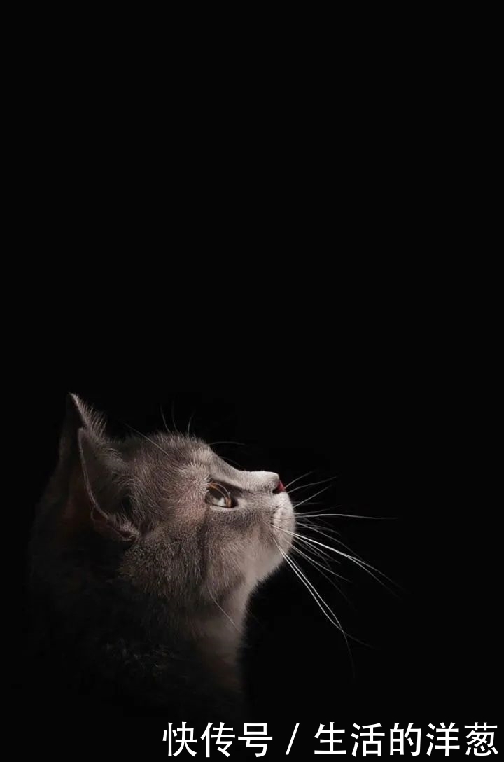 配不上|原来的壁纸已经配不上你的iPhone12了,快来换新的猫咪壁纸