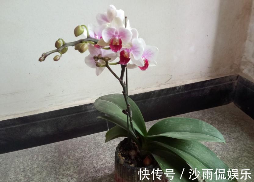 花友们|蝴蝶兰出现腐烂的情况,剪掉一些,养一下就又能养出大粗跟!