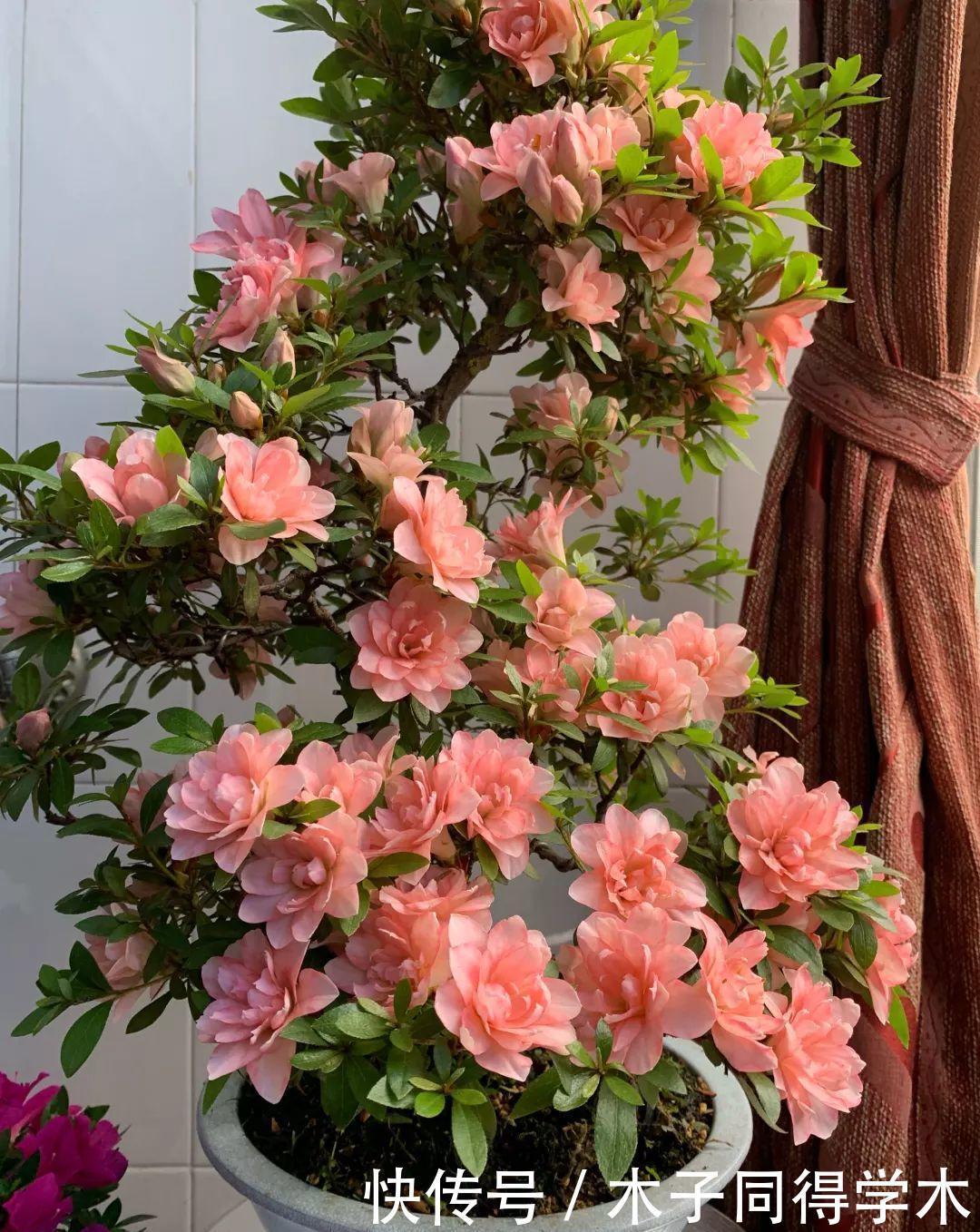 养花|这3种“漂亮花”,只能浇水,不能喷水,喷一喷都是短命鬼