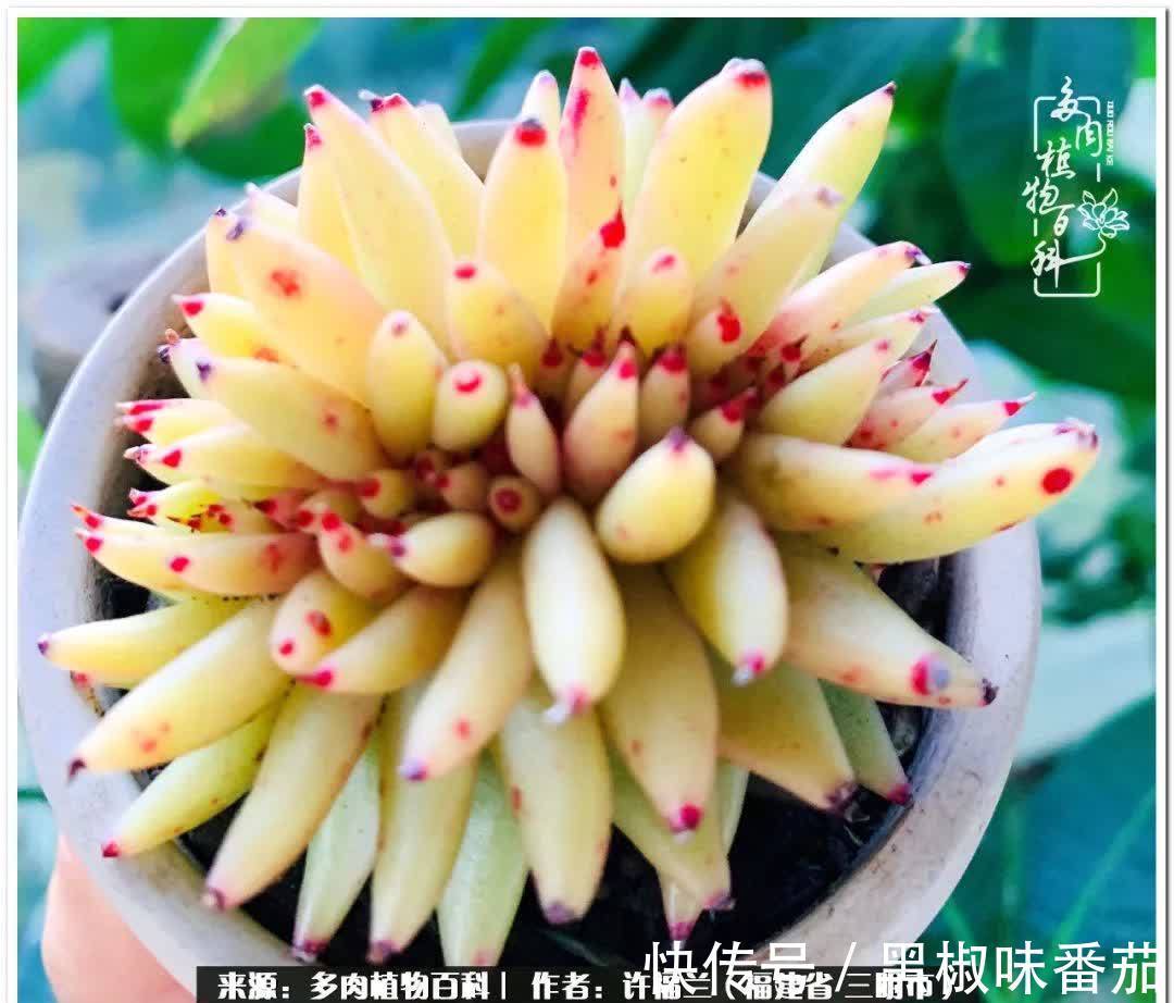 尖尖|养多肉两年,美丽与赏心悦目并存!