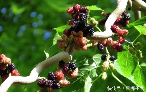 可口|农村这种果子,酸甜可口又营养,补肝益肾效果好,看见可别流口水