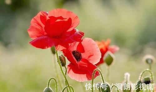 花型|十二生肖有专属自己的“守护花”，看看你是哪一种，你家养了吗