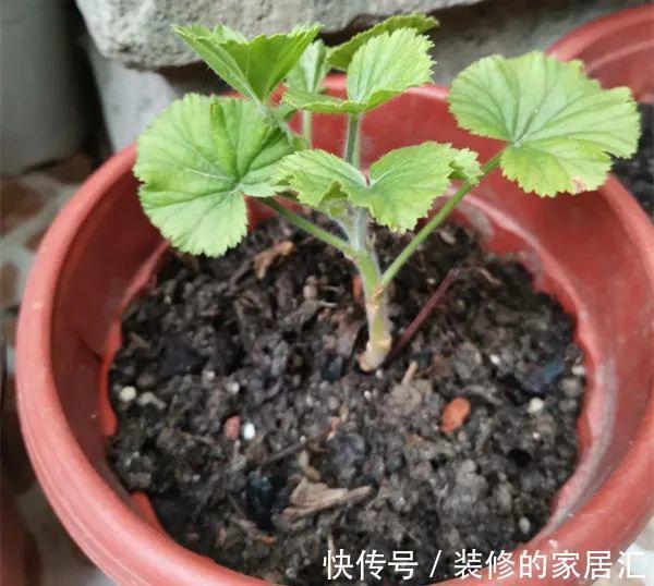 6种花别养老桩,越老越不开花,赶紧扦插备份