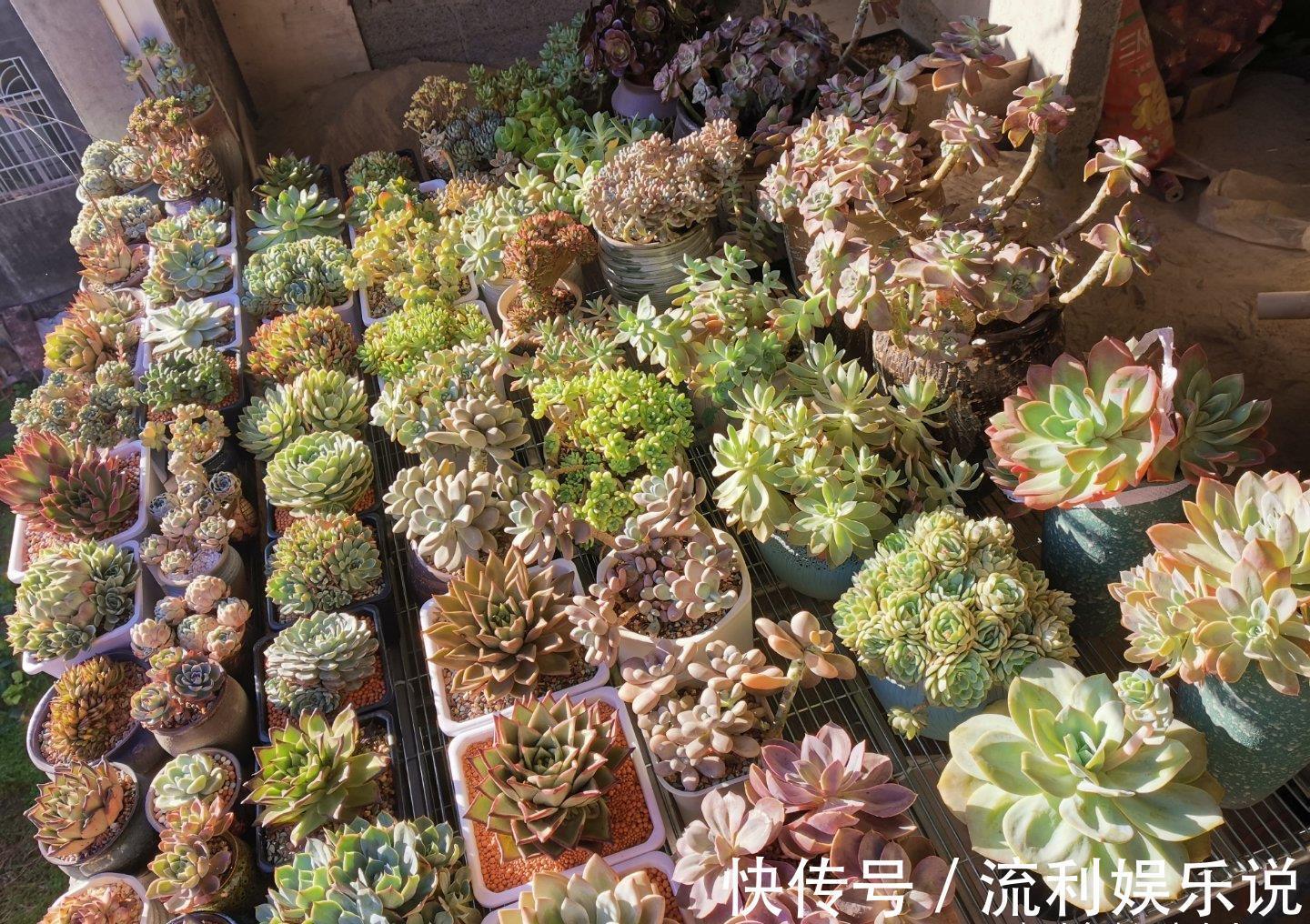 紧凑|多肉长势差，这“三位置”剪一剪，“夏不黑腐”株型紧凑又好看