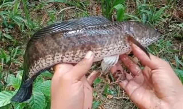 粗暴|说了别不信,这套诱钓黑鱼的手段,简单又粗暴,老钓手连连称赞