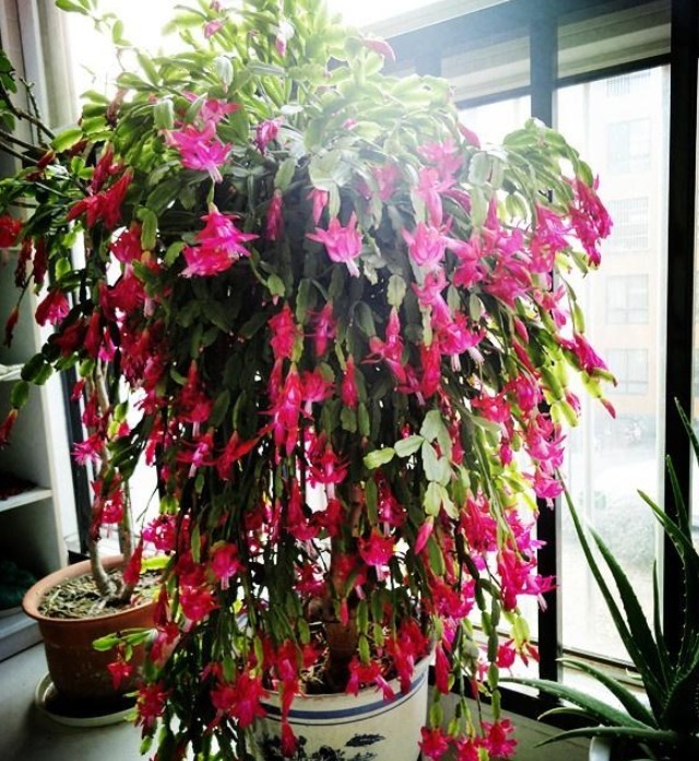 蟹爪兰、长寿不开花7天一碗“催花水”，25天冒花芽，一开200朵