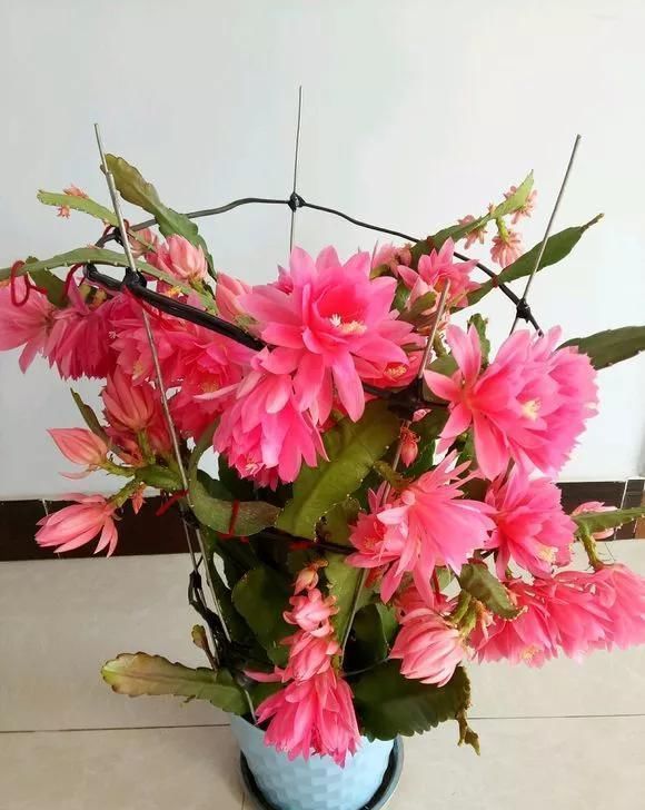 爆盆|养花不开花？自制“开花肥”，浇盆里猛开花，不用花钱买