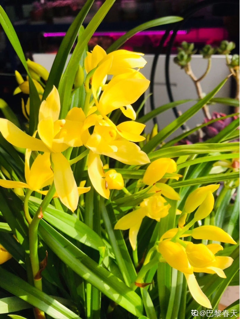 古人喜欢的花，一直传承至今，每一种都超有气质