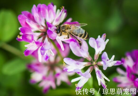 养此款盆栽，花色清新美丽，一盆千朵花，花期300多天，超美