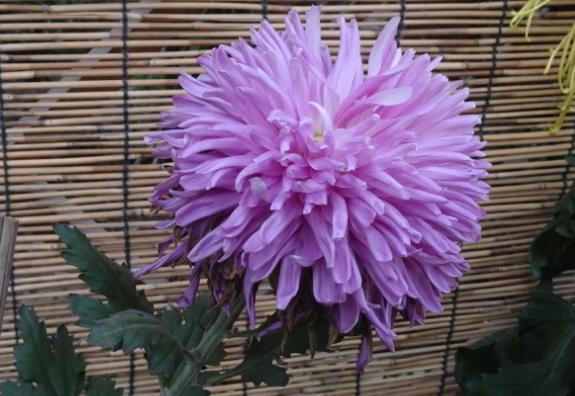 喜欢菊花,不如养盆“菊中珍品”玫红莲,似凌波仙子,舞媚妖娆