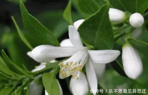 油脂粒 抿紧下巴后突起的“白疙瘩”,千万要注意,这是螨虫的真身吗!