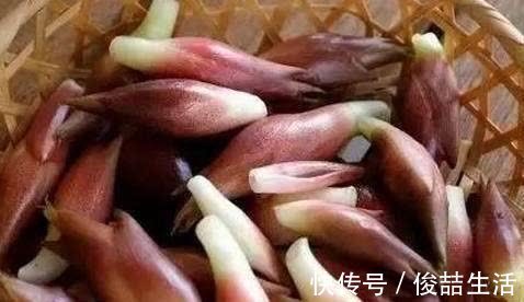 阳荷|奇怪的山野菜,就是去了山里也不一定认出来