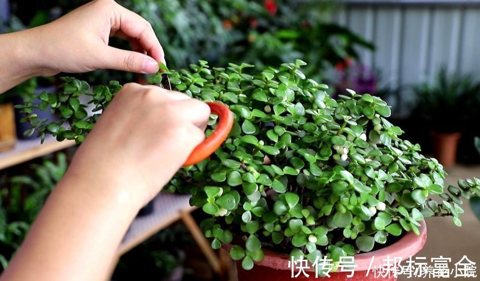 玉树|家里养“2种树”,剪得越狠,长得越快,成老桩盆景