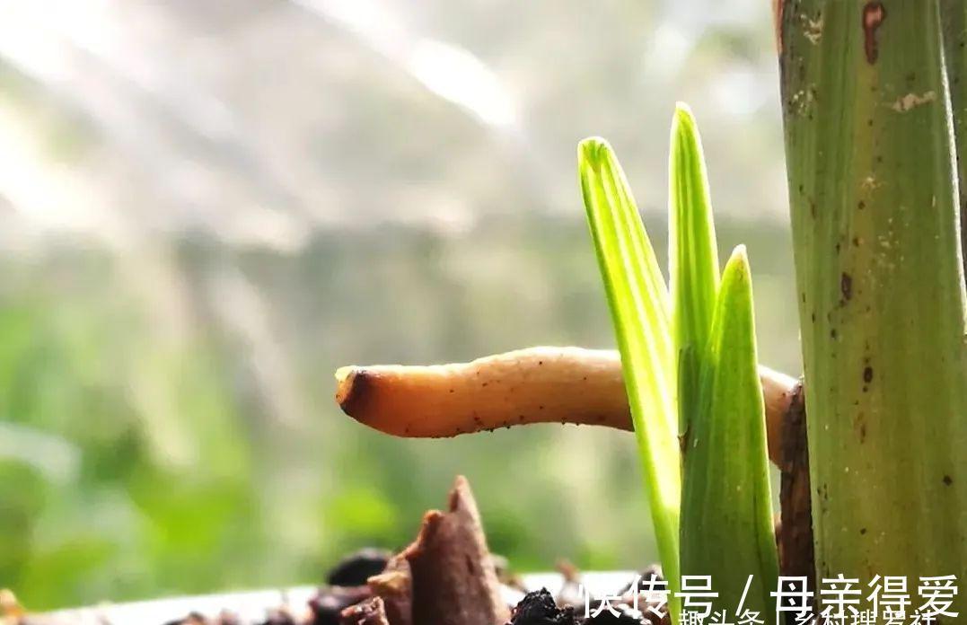 冬季兰花怎么服盆?这两个细节不要做错,来年新芽生长更壮实