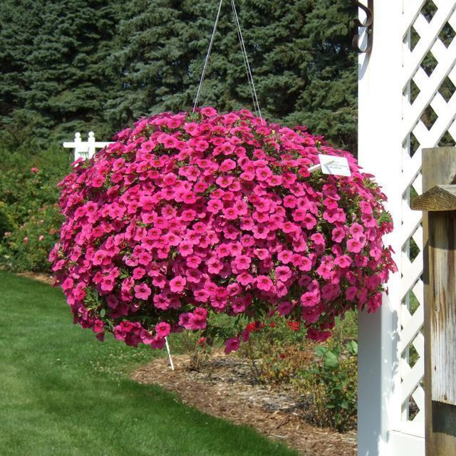 全年都在开花的花卉,花色鲜艳,花开就能爆盆,简直太美了