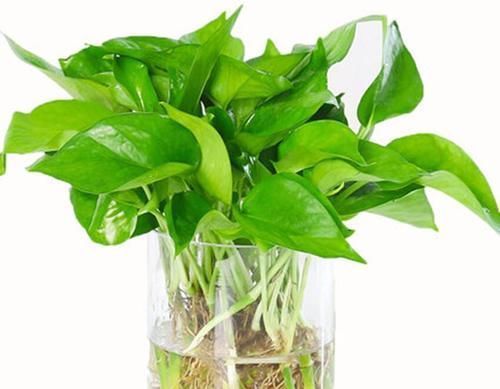 四种花一年四季能插扦，生根很容易，掌握方法才是重点