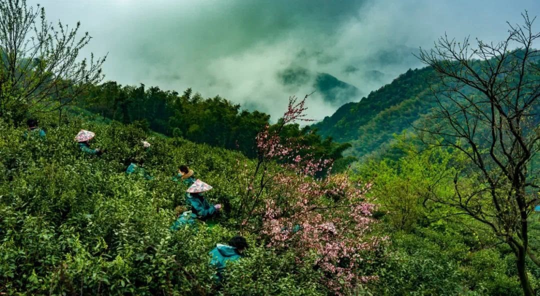 云雾|念念不忘，安顶茶