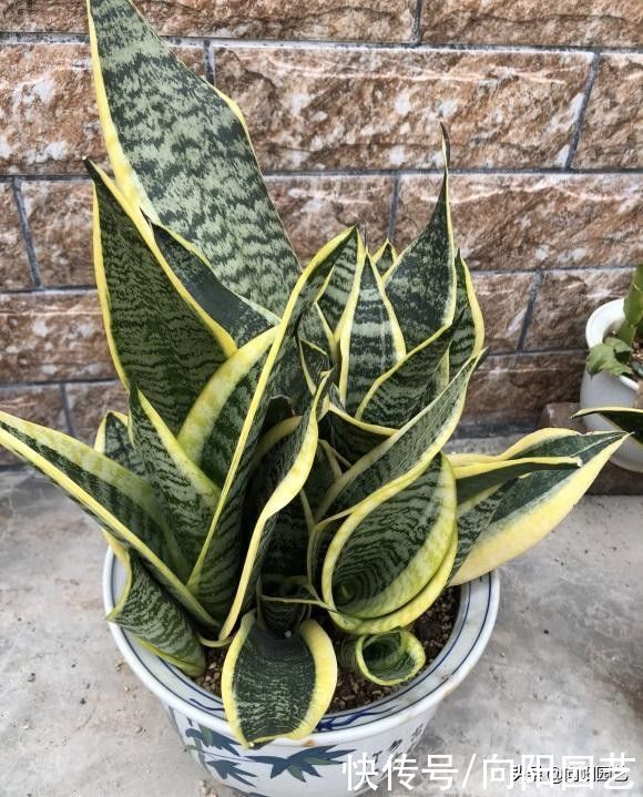 室内|虎皮兰冬季容易烂,少浇水,旱着养,叶子更绿,根系不腐烂