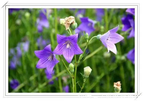 桔梗|“药食两用”还好看的桔梗,治疗心绞痛能事半功倍,老中医都爱用