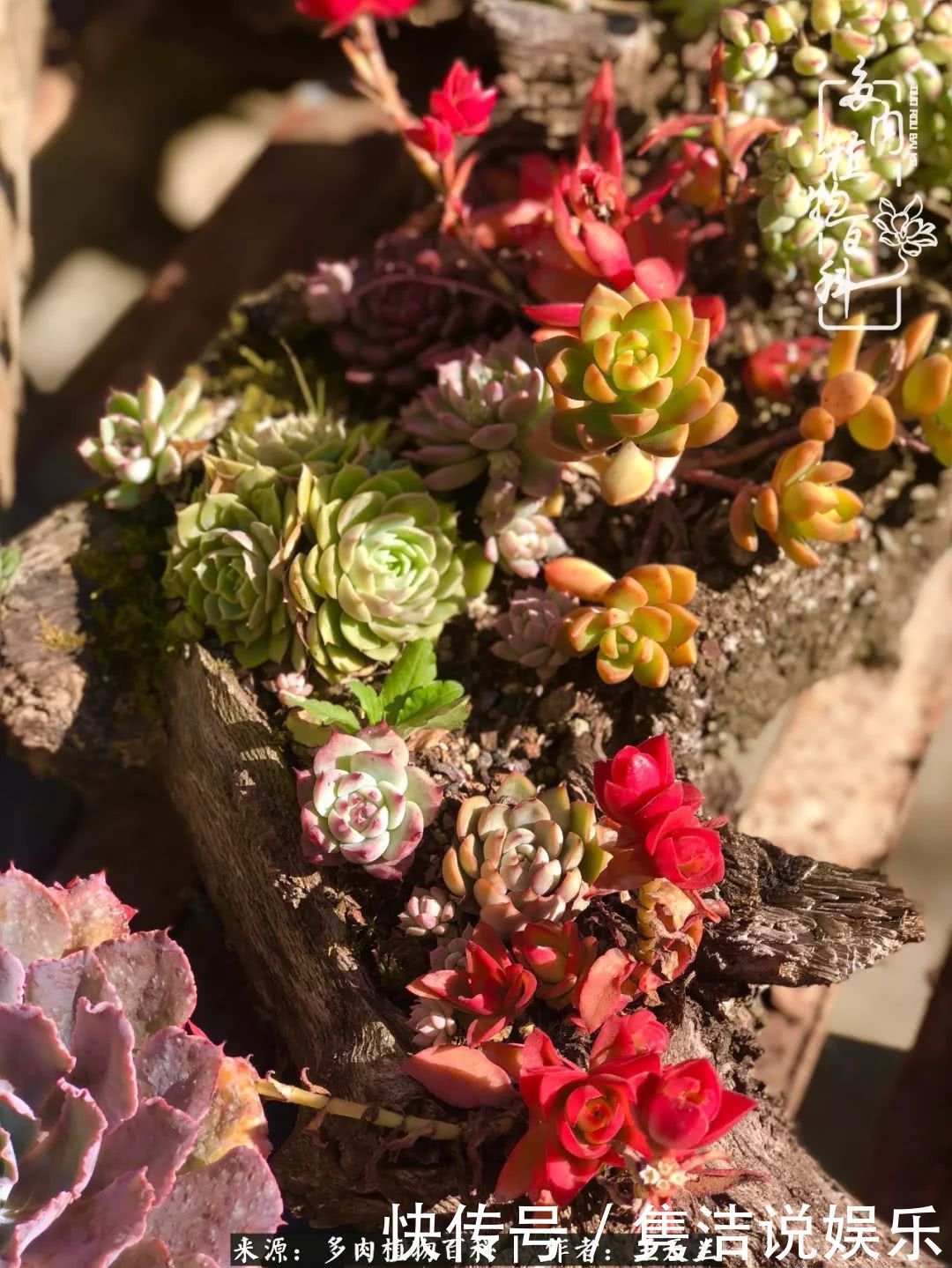 多肉遇上枯木木花盆，姑娘自己造！