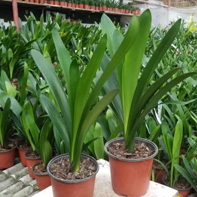 君子兰“烂根”巧处理，学会1招，2个月根系长满盆，比以前还壮！