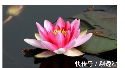 财政局|1月之前,得贵人支持的属相