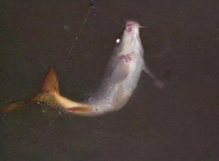 夜钓鲤鱼用饵思路, 让你快速上手成功爆护