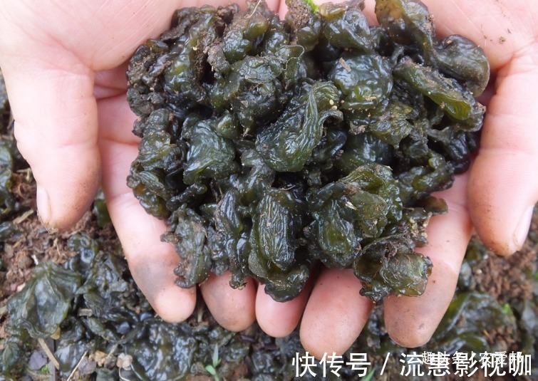 排泄物|这种植物长得难看又难洗,如今成了道美食,卖到28元一斤