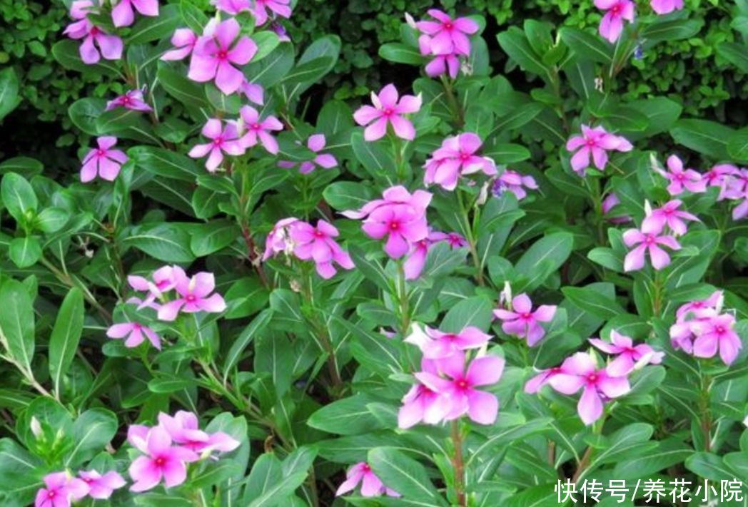 休眠|夏天5种花不休眠，天气越热，越能开花