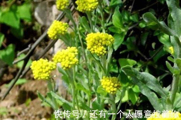 清明|4种天然的“止咳药”,漫山遍野都是,聪明人一直在吃