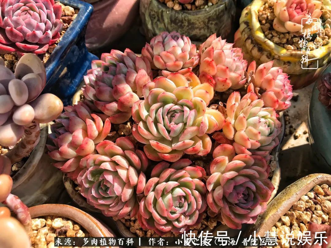 肉如人生,遇见多肉,遇见美!附个人多肉养护经验!