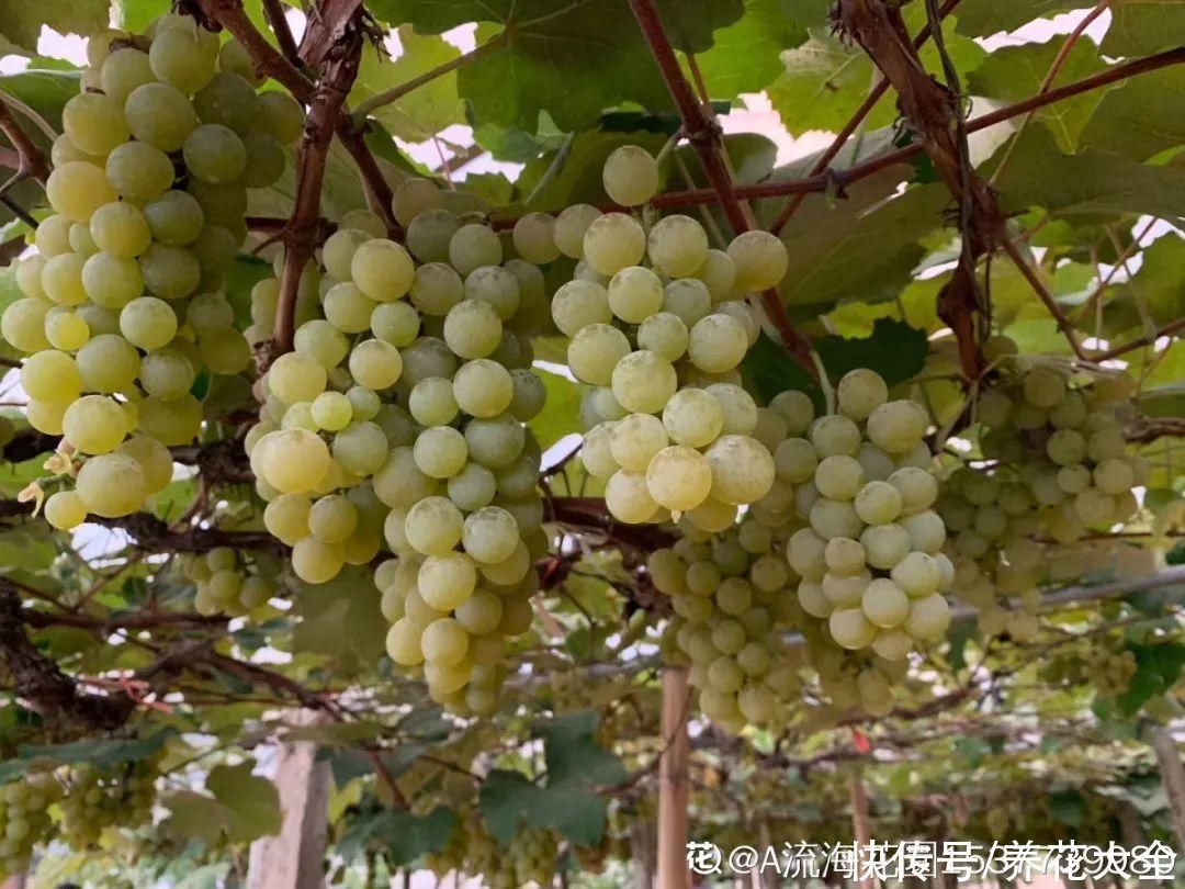 枝条|冬剪开始了,月季看见这种枝,就要赶紧剪