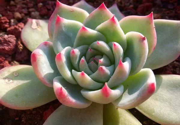 名字像娃娃,形态像莲花,堪称多肉中的“杨贵妃”,是哪种多肉呢