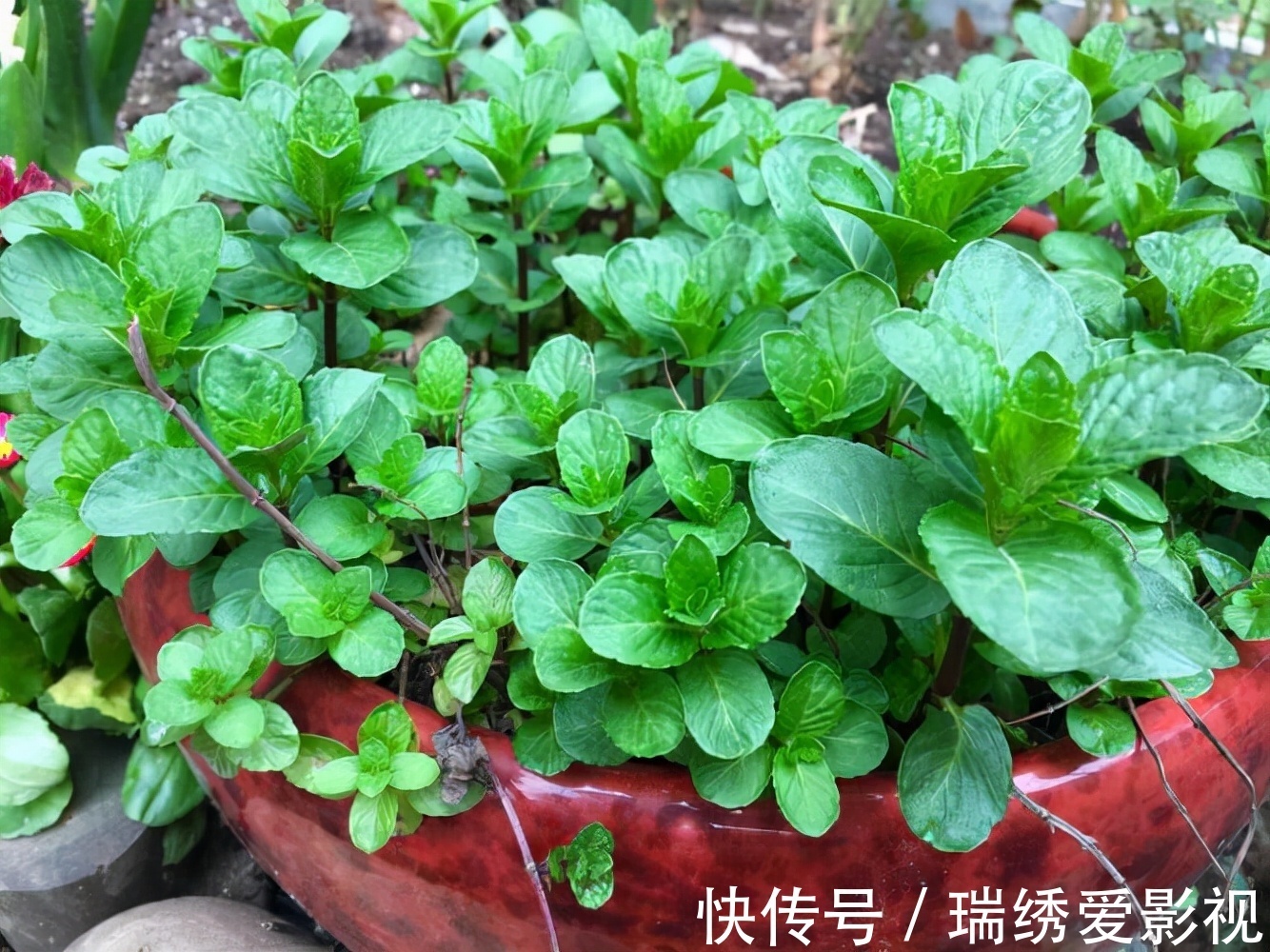 厕所再小,也要养盆吸味花,清除臭味、异味效果好